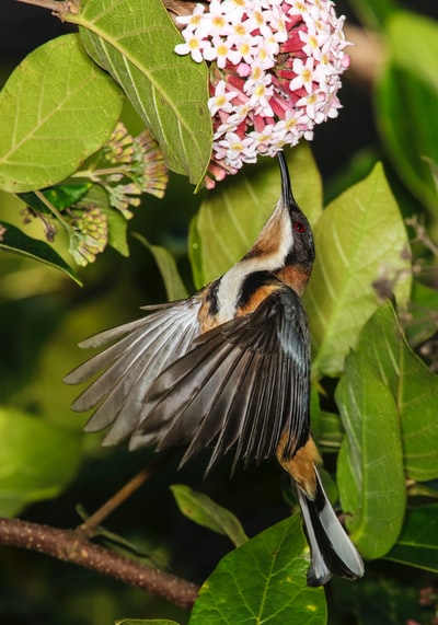 褐黑蜂鸟